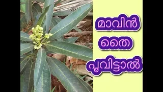 മാവ് ആദ്യമായി പൂക്കുമ്പോൾ ചെയ്യേണ്ടത്  Tips for Growing and Caring for Mango Trees