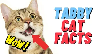 8 Fascinating Facts about the Tabby Cat You Probably Didn't Know 😳