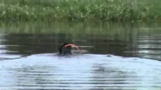 Gus Lines a Water Blind