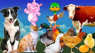 Peran hewan ternak: anjing, sapi, ayam, bebek - Bagian 1