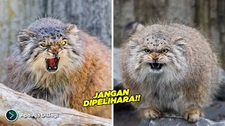 7 Spesies Kucing Paling Berbahaya Yang Lebih Mematikan Dari Singa!!