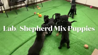Lab Shepherd Mix Puppies