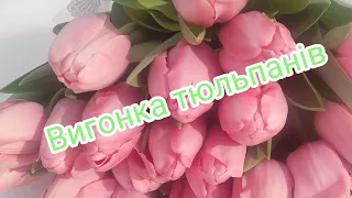 Вигонка тюльпанів!