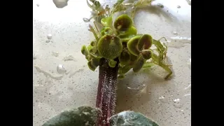Propagate African Violet From Leaf (timelapse)