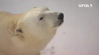 Белые медведи из челябинского зоопарка получили вкусный подарок на международный праздник
