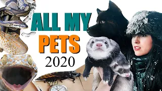 ALL OF MY PETS IN ONE VIDEO 2020 | EMZOTIC (And Huge Life Updates)