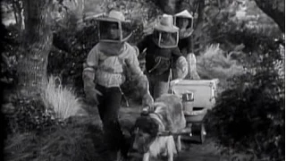 Lassie - Episode #66 - "Bee Hive" - Season 3, Ep 1 - (9/09/1956)