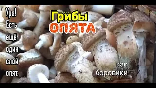 Грибы опята, толстые как боровики! Второй слой. Где искать?