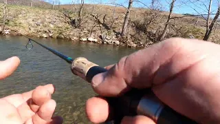 Big rainbow trout caught using a berkley powerbait worm and egg at Cedar Springs #trout