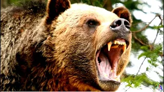 Медведица не пощадила злодеев - за медвежонка они горько поплатились