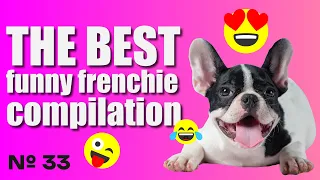 French Bulldogs Funny Moments & Fails Compilation #33