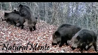 EL CELO DEL JABALÍ 🐗 (Wild Boar's Mating Season) con GardePro E5S