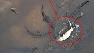 5 Most Amazing Crocodile Attacks Compilation Including Buffalo, Warthog, Elephant etc
