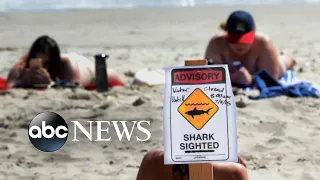 Young girl attacked by shark in shallow water