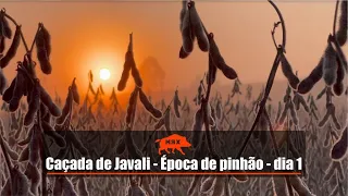 Caçada de javali - Época de pinhão - dia 1