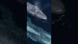 blue whale fish in deep sea l blue shark, Anima Moment shorts 582