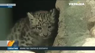 У Миколаївському зоопарку отруїли хижаків
