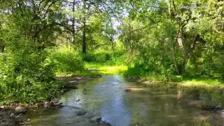Sounds of nature, birds singing, Sounds of Forests, for relaxation, sleep, Meditation, Relax 8 hours