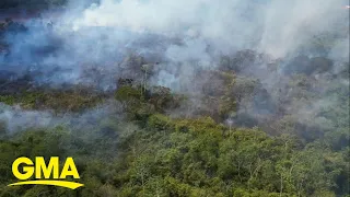 How burning of Amazon rainforest affects animals