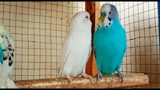 3 Hr Budgies Chirping Talking Singing Parakeets Sounds Reduce Stress , Relax to Nature Bird Sounds