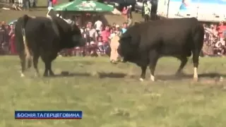 В Боснии и Герцеговине проходят бои быков