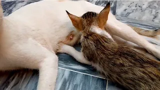 Mother cat with kitten | Cute cat ka chota sa kitten so cute kitten