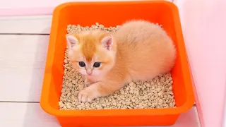 Kittens try kitty litter for the first time