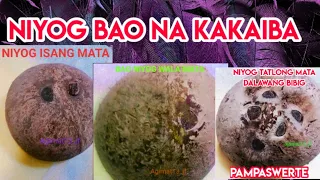 MGA NIYOG BAO NA KAKAIBA / BABAYLAN UNOM TEAM ANTENGEROS BASULI-AN DALAGANGAN