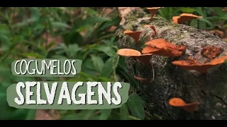 Cogumelos Selvagens da Mata Atlântica