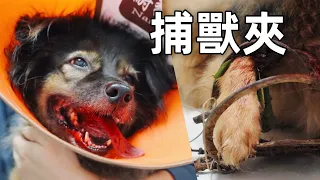 狗狗踩中捕獸夾，疼得痛苦哀嚎，獸醫不忍直視｜李喜猫