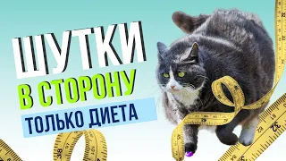 Малоподвижные котики и ожирение. Кормим правильно. Cat Light