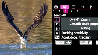 The MOST IMPORTANT SETTINGS To Change FOR WILDLIFE PHOTOGRAPHY On The CANON R5 & R6