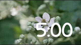 Spring 5 minute Timer   HD 720p