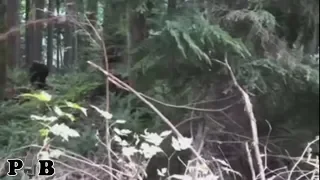 the "Chinese Tourists Capture Bigfoot On Tape" Video