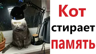 ПРИКОЛЫ! КОТ СТИРАЕТ ПАМЯТЬ - МЕМЫ!!! Смешные видео – Доми шоу!