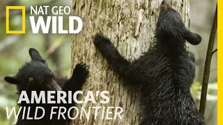 Baby Bears Test Out Climbing Skills | America’s Wild Frontier