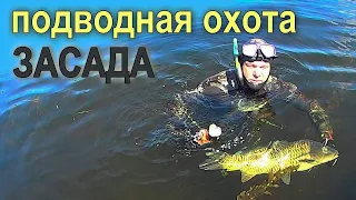 Подводная охота при помощи приема "Засада" Охота на сазана