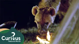 A Devastating Hyena Attack | Human Prey | Curious?: Natural World