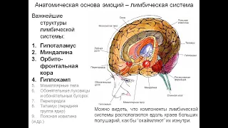 взаимосвязь и регулирование лимбической системы и неокортекса