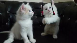 Kittens Funtime | Baby kittens playing #kittens #catlover #cutenessoverload #catsworld #foryou