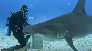 Massive Hammerhead Shark!