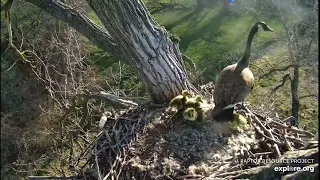 Decorah Goslings “Leap of Faith” 4/15/24