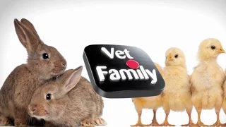 VET Family - Auto Stereoscopic 3D by WIZZCOM (presented in 2D)