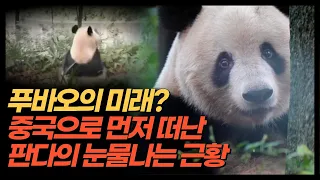 중국으로 반환된 일본 판다 샹샹 근황