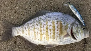 The Best Lure for Fishing the Surf (Surprise Ending)