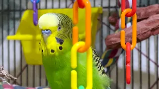Hello my Name is... - Boba the Budgie Talks for Over 3 Minutes!