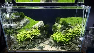 Weekly maintenance on my ADA 60P - 'Cliffhanger'