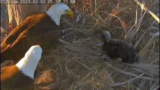 Captiva Eagle Cam ✿ Connick Has Words With Clive ✿ 2023.02.02