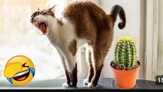 New Funny Animals videos 2023📸😻 Funniest Cats and dogs 🤣🐶 part 18