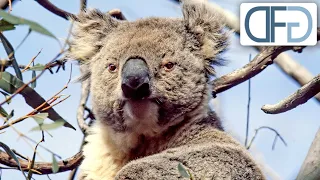 In den Wäldern Australiens | Tiere vor der Kamera (1983) | Folge 13/54